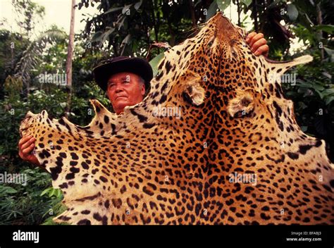 jaguar skins in brazil.